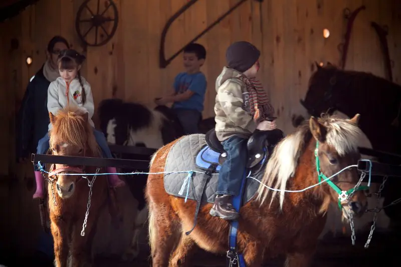 | Le Chalet des Érables Activité à la cabane à sucre - Carrousel de poney